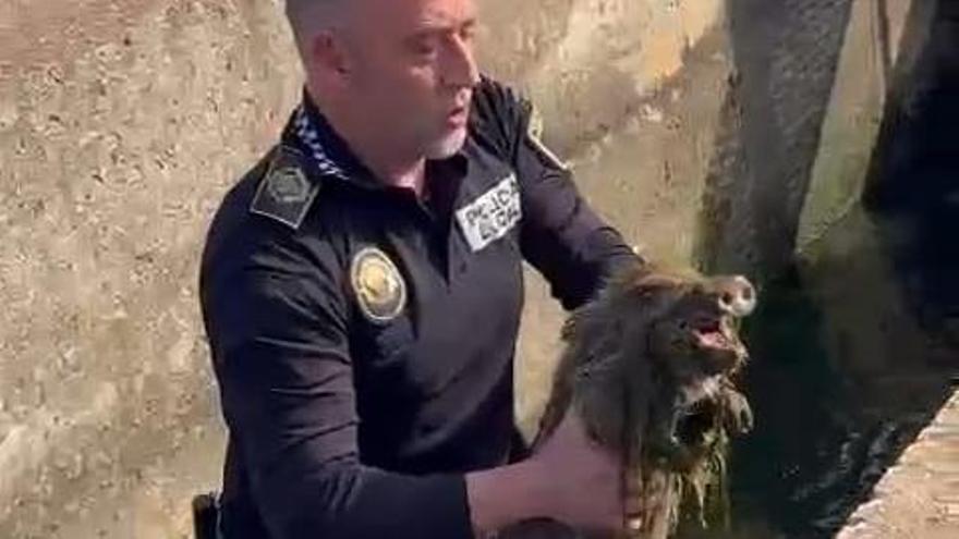 Un agente de Albal rescata a tres crías de jabalí de una acequia