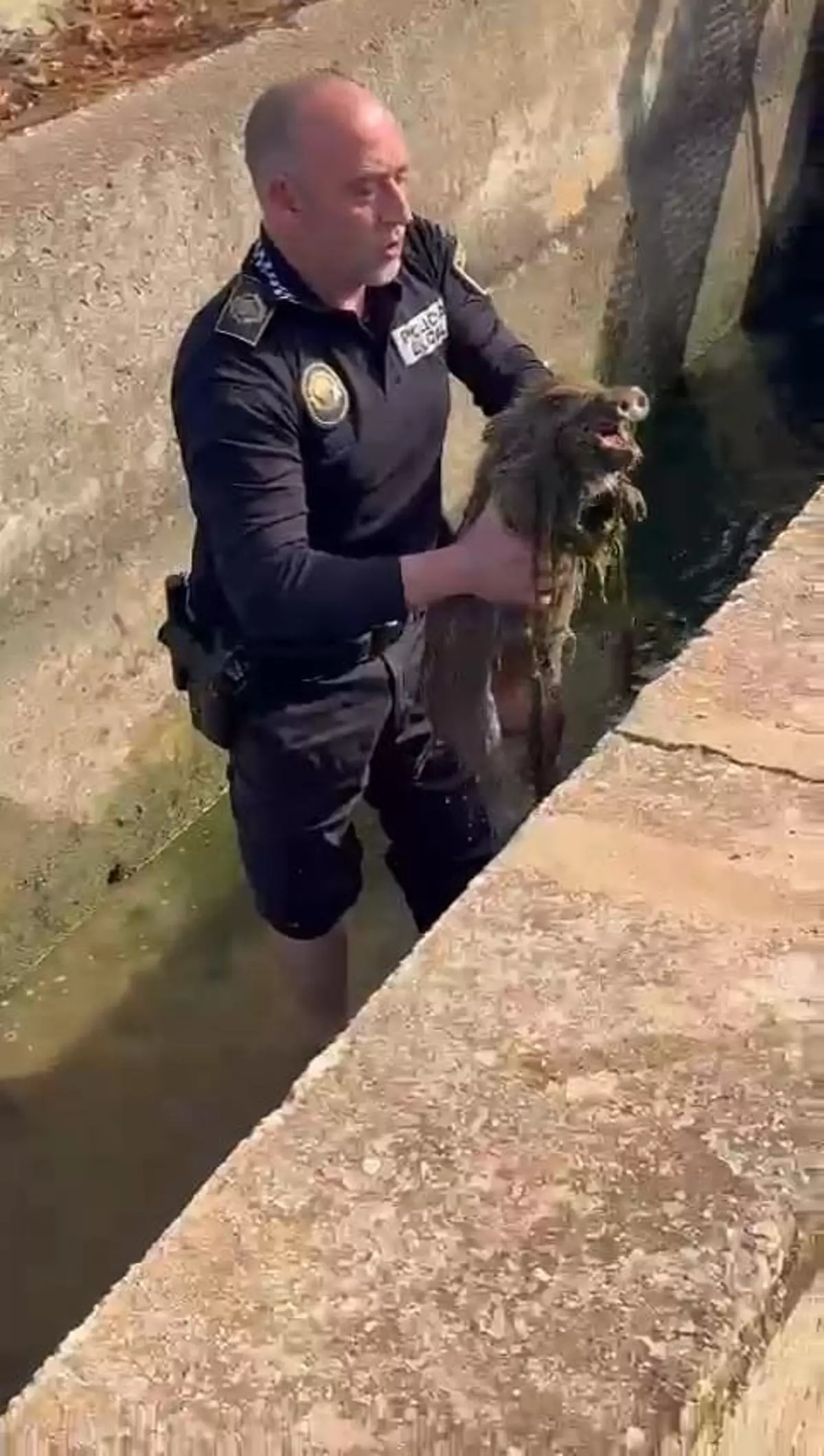 Un agente de Albal rescata a tres crías de jabalí de una acequia