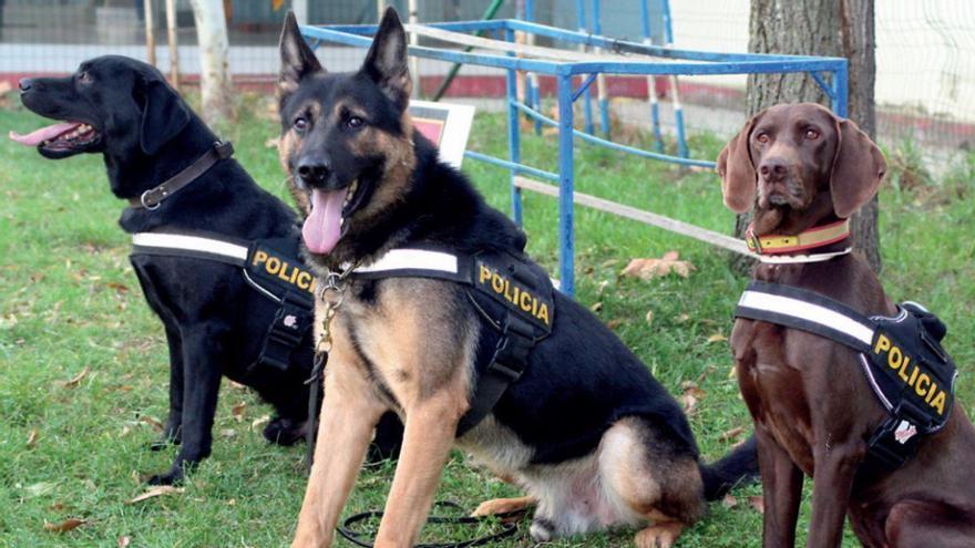 La Policía Nacional de Algeciras busca otra residencia para sus perros tras años de quejas de los vecinos: estos son los requisitos
