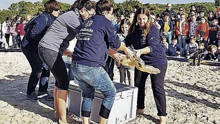 Voluntarios liberando a una tortuga en el litoral mallorquín.