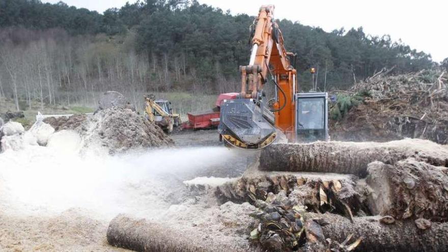 Las labores de triturado de los palmeras almacenadas en el recinto de Coruxo. // José Lores