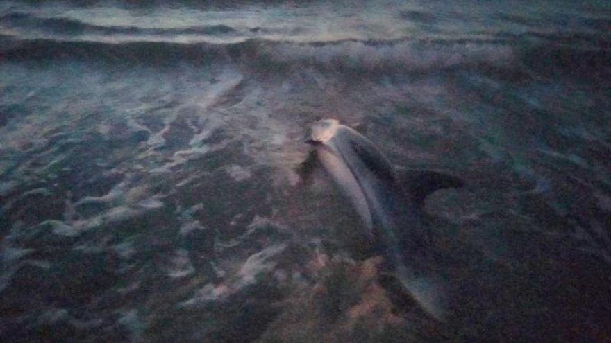 Rescatan una cría de delfín que quedó varada en la arena en Cullera