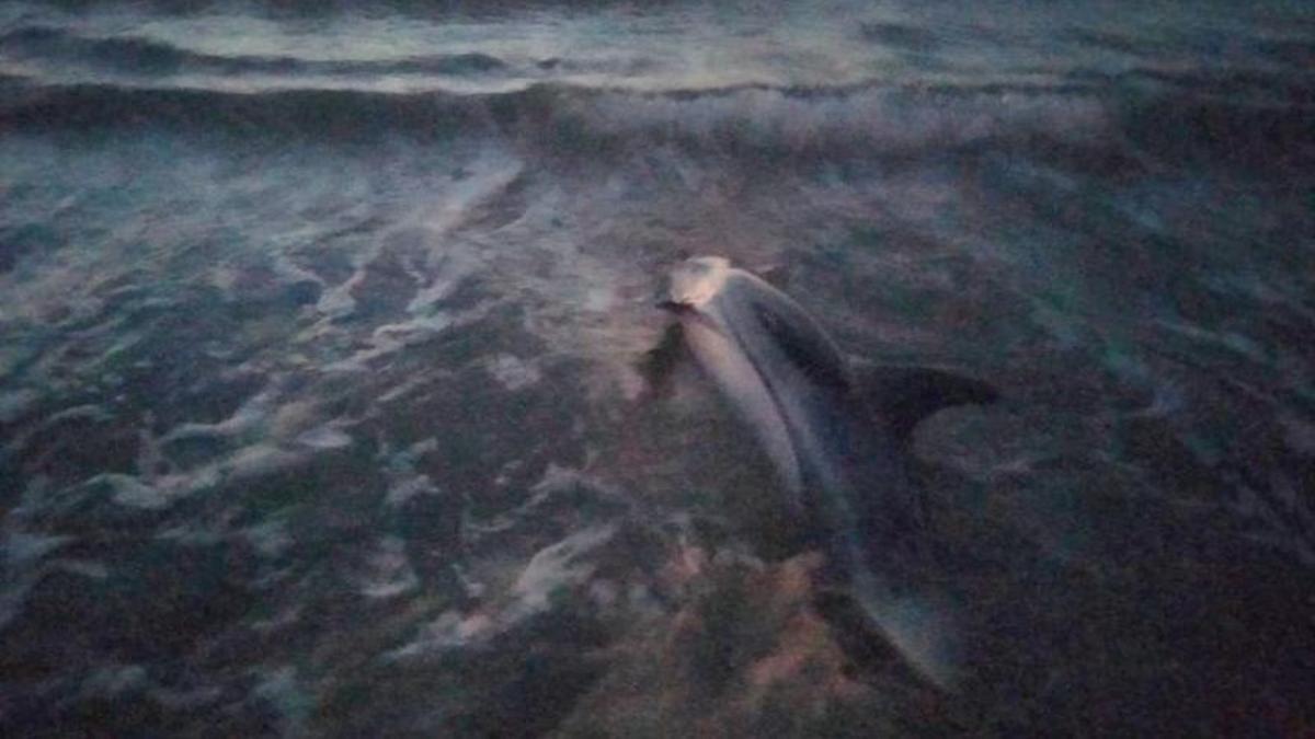 Delfín atrapado en la playa de Cullera.