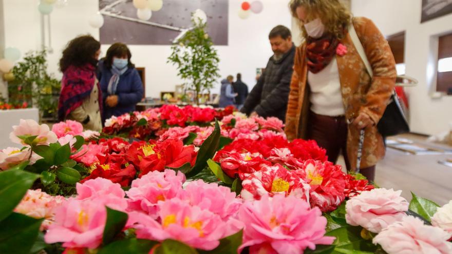 Cambados se rinde al esplendor de las camelias