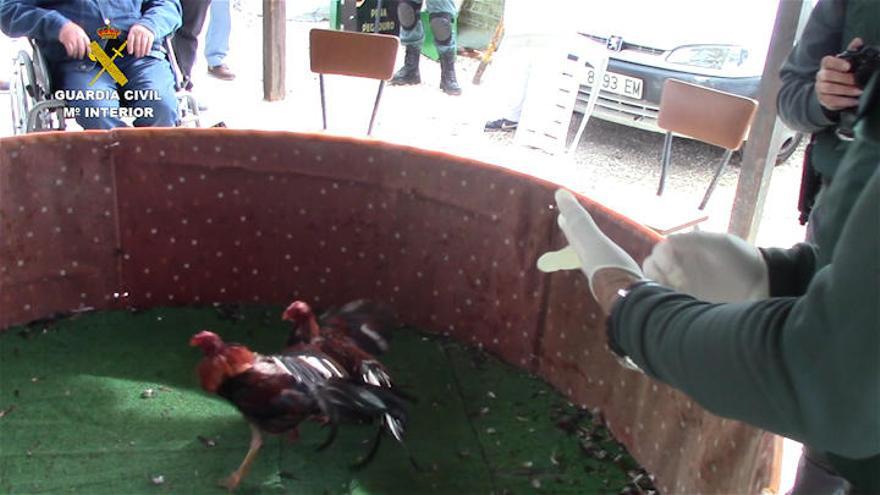 Detienen a 25 personas mientras celebraban una pelea ilegal de gallos en Los Montesinos