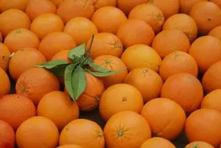 Denuncian la venta de naranjas de Egipto como si fueran de Palma del Río