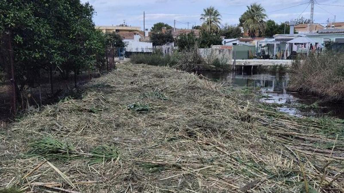 Una de las zonas del Molinell en el que ya se han retirado miles de cañas.