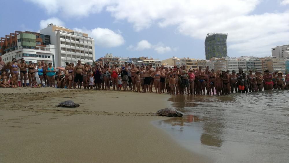 Suelta de tortugas por en Las Canteras