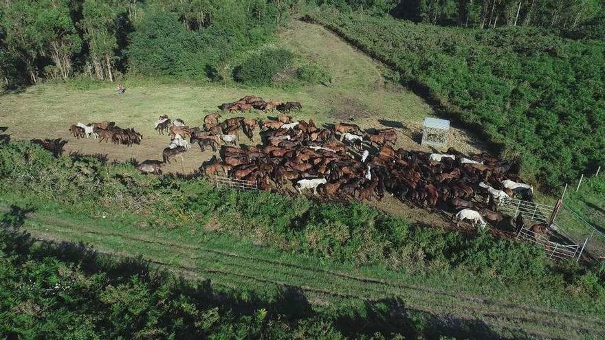 Los caballos, en el cierre de O Castelo, antes de la &quot;solta&quot; que devuelve a las manadas libres al monte. // Pablosv26