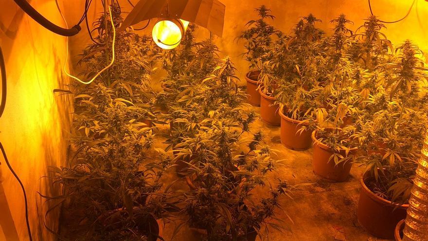 Desmantelan una plantación de marihuana en una casa okupada en Manises