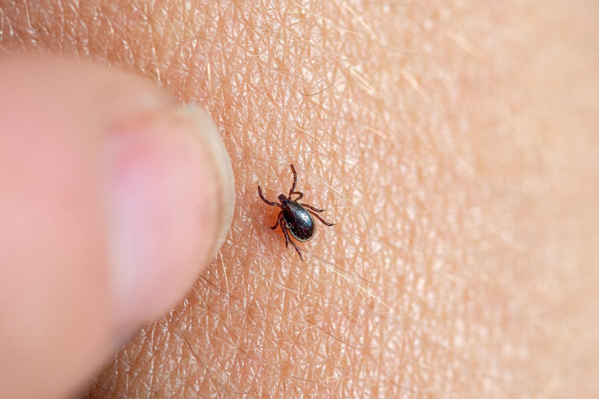 Lyme, la malaltia més transmesa pel paràsit Lyme, la malaltia més transmesa pel paràsit