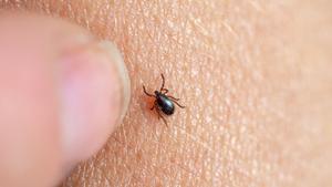 Lyme, la malaltia més transmesa pel paràsit