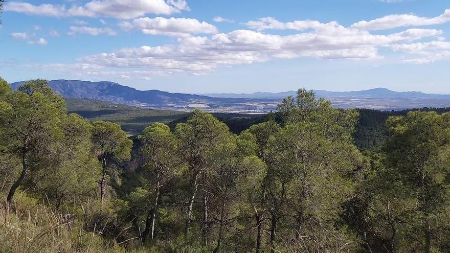 La propuesta de la Comunidad para el Plan Nacional de Restauración incluye 44.225 hectáreas de monte y todo el Mar Menor