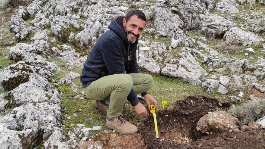 Descubren una antigua población de pinsapos endémicos en la Serranía de Ronda
