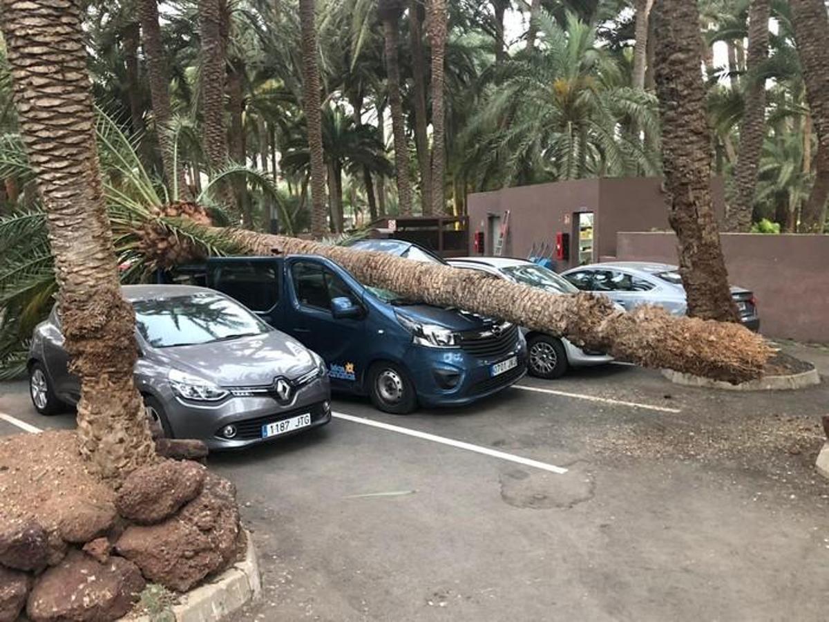 Palmera caída en Maspalomas. Palmera caída en Maspalomas.