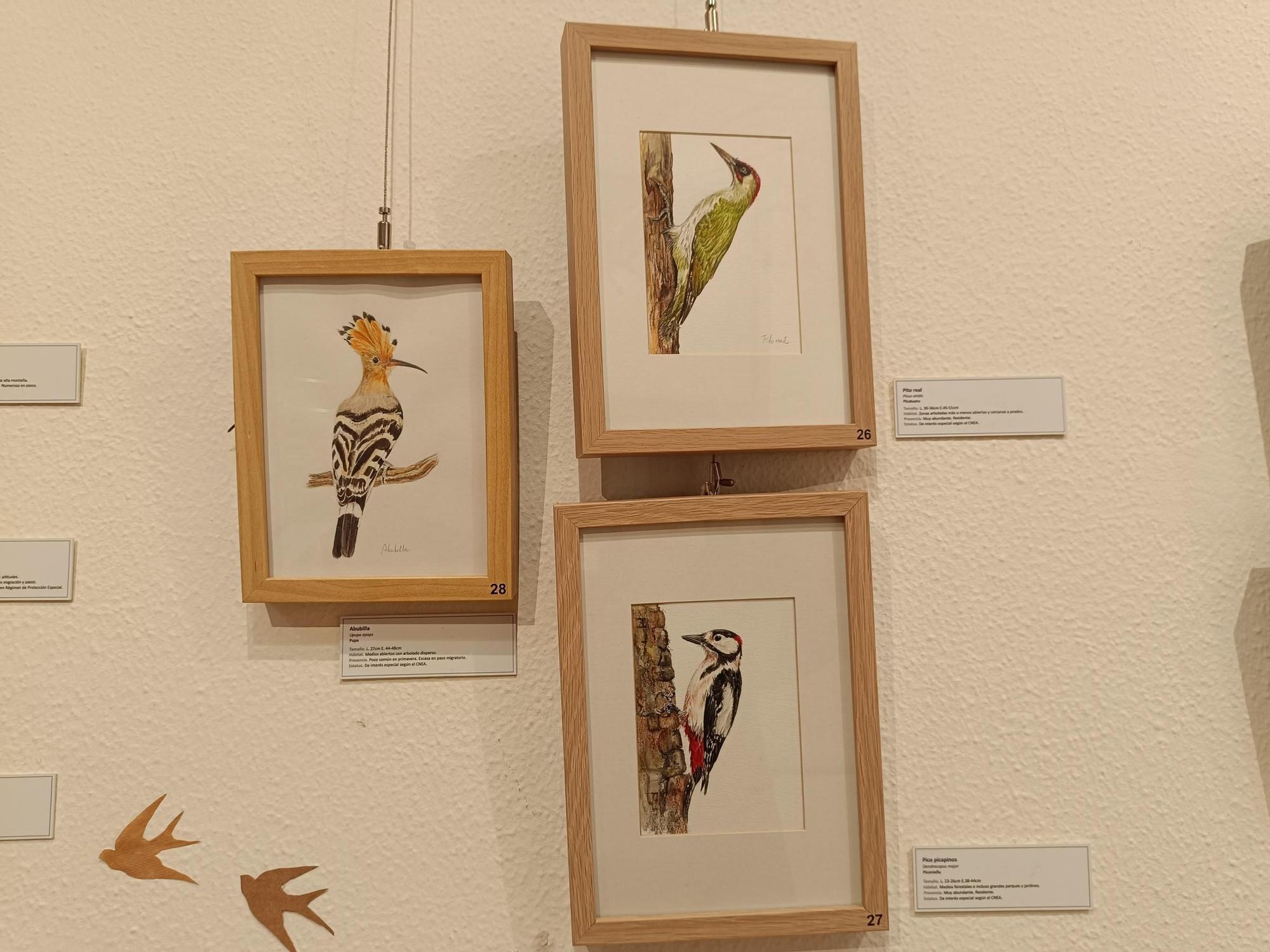 "Aves de tu entorno", la exposición de Isabel González en Posada de Llanera