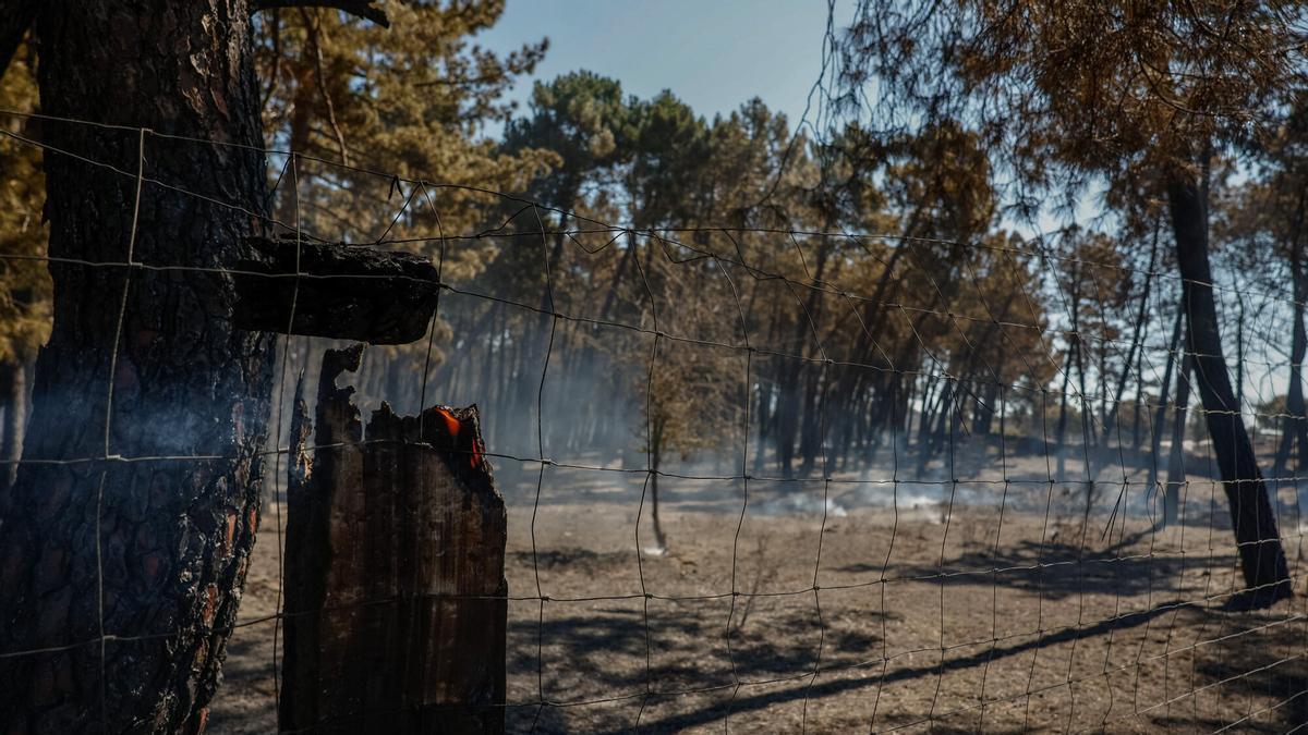 El avance de las llamas del incendio de Lozoyuela, a vista de dron