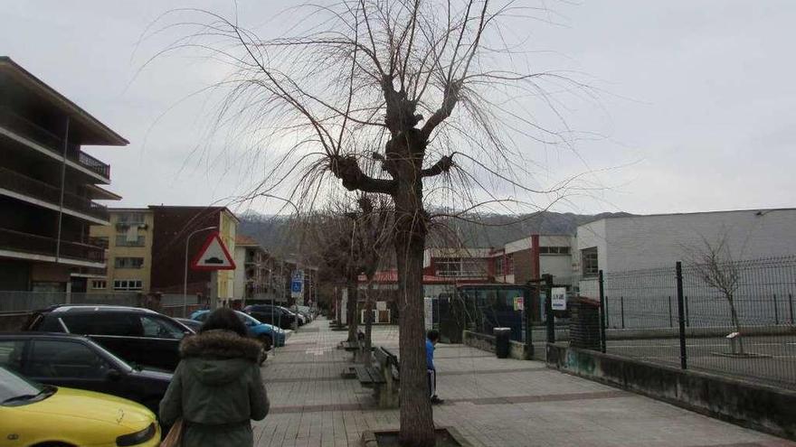 Exigen la poda de los árboles ubicados junto al colegio Peña Tú