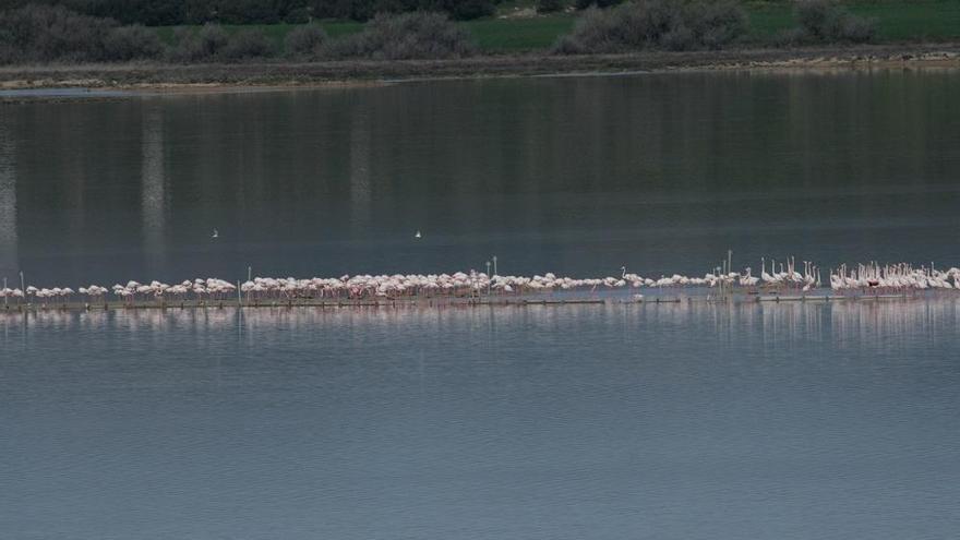 Flamencos de Fuente de Piedra