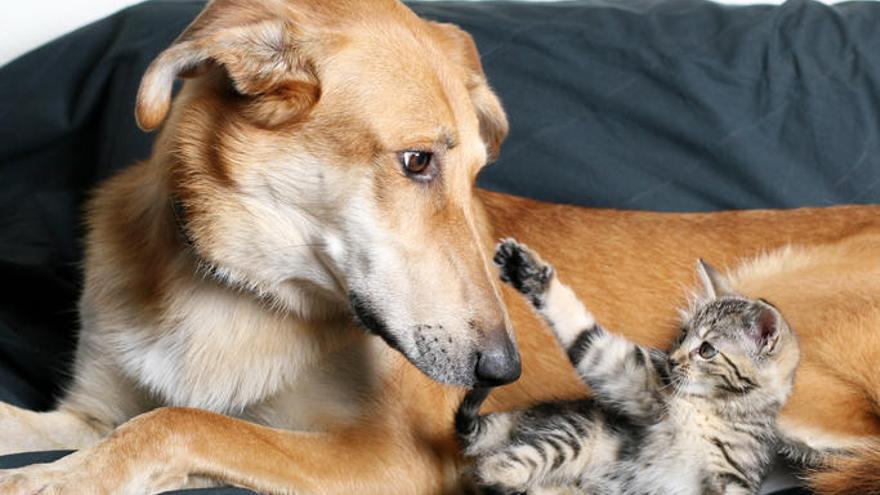 Perros vs. gatos, ¿cuál es más inteligente? - Diario de Ibiza