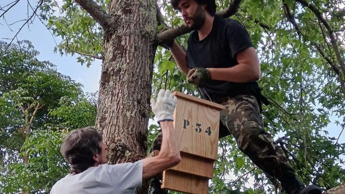 Trabajos de instalación de casetas para la cría de murciélagos en fincas particulares de vecinos de Moaña.