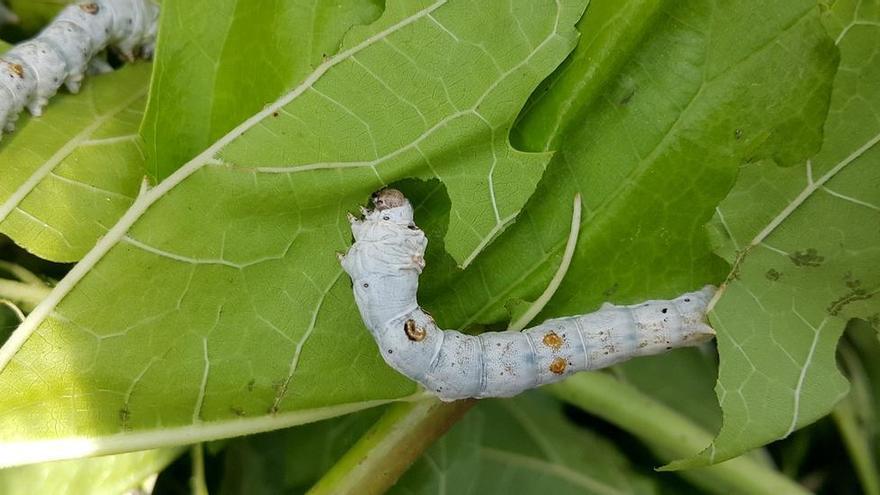El renacer digital de la seda en la Región: tradición, ciencia y alimento para el futuro