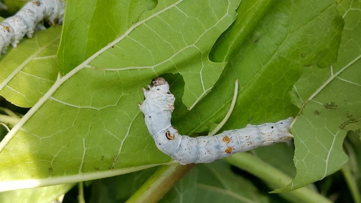 Gusanos de seda comiendo hojas de morera.