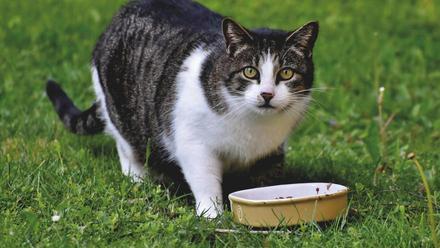 La OCU revela la mejor comida para gatos, de supermercado y grandes marcas