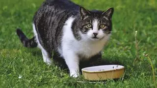 Esta es la comida húmeda para gatos que arrasa en Amazon