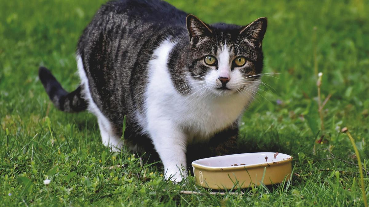 La comida húmeda ofrece a los gatos todo lo que necesitan