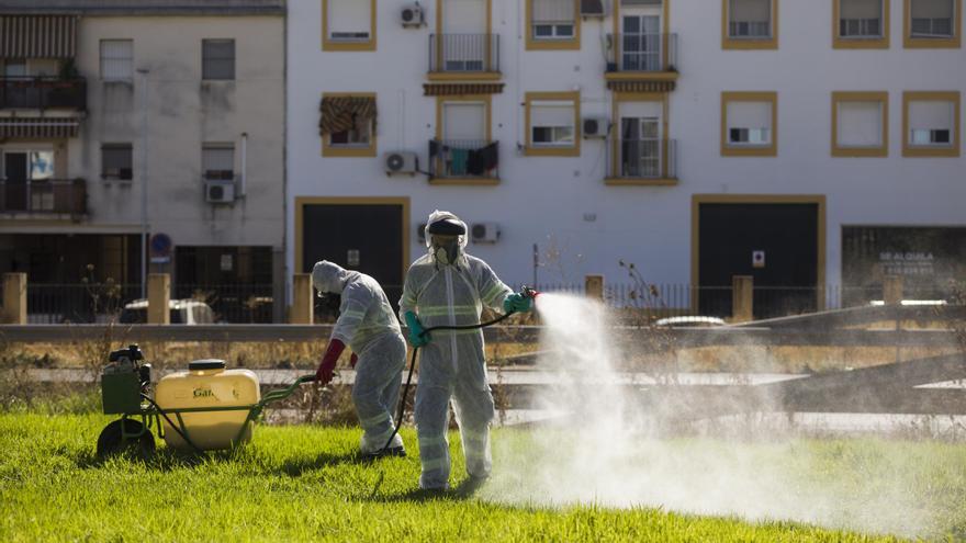 Sevilla y Huelva se preparan para un aumento de mosquitos tras las lluvias: arrancan las fumigaciones y los expertos llaman a la prevención