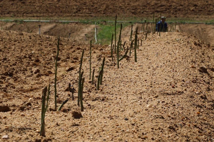 Recolecta de espárragos en Fuentesaúco (Zamora)