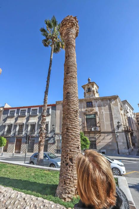 El área de Infraestructuras del Ayuntamiento de Orihuela retira desde hoy 23 troncos y tocones de las palmeras de la plaza de Santa Lucía. Un auténtico "monumento al picudo" en los últimos meses. Toda