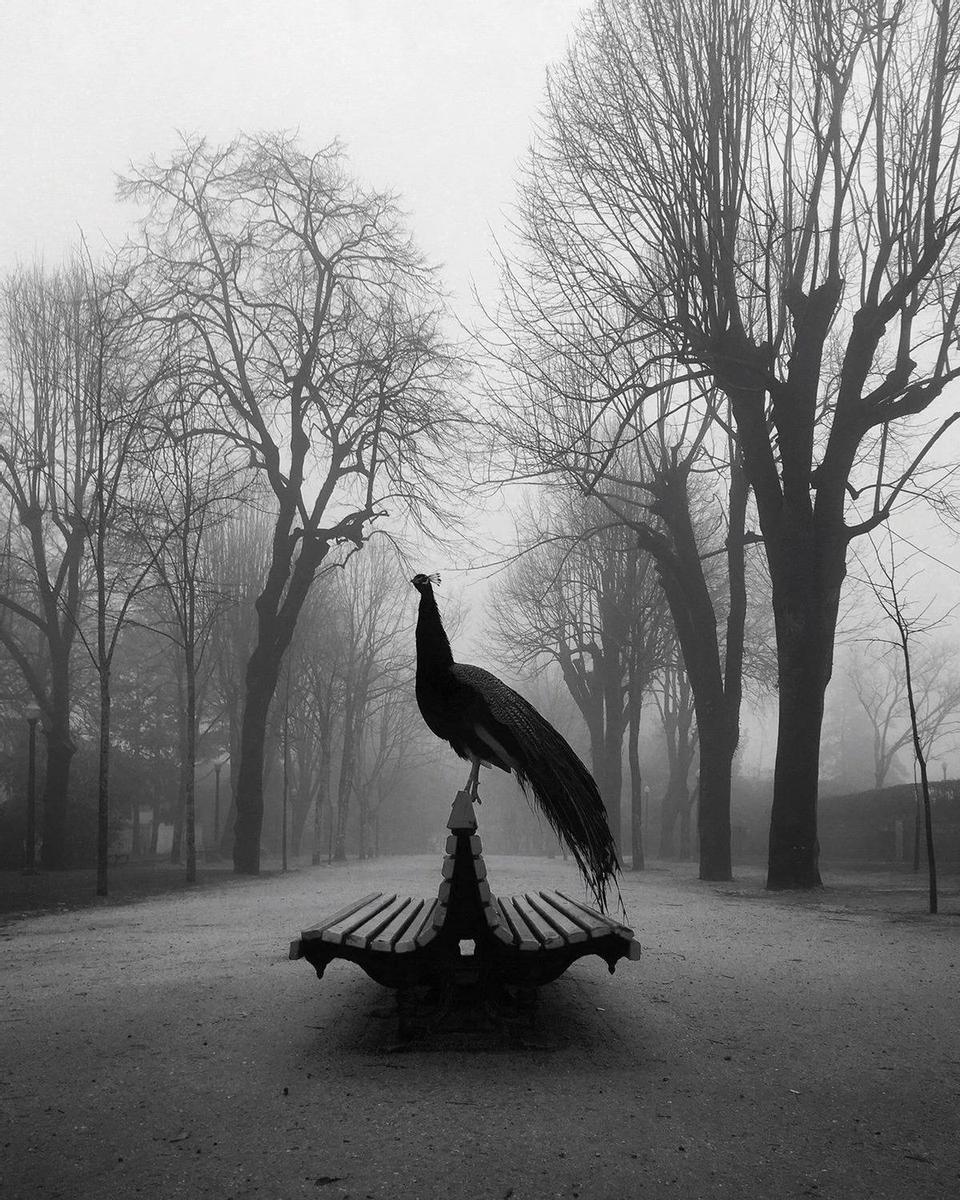 Animales - Primer Premio - Diego Lage