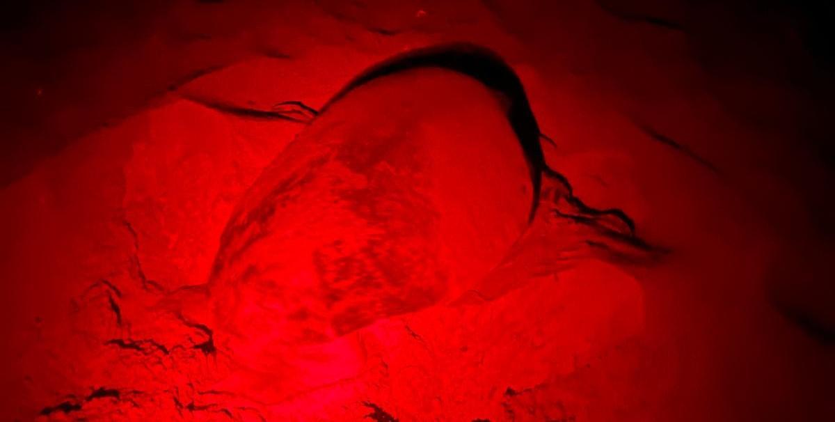 Las imágenes de la puesta de la tortuga Mona en Dénia