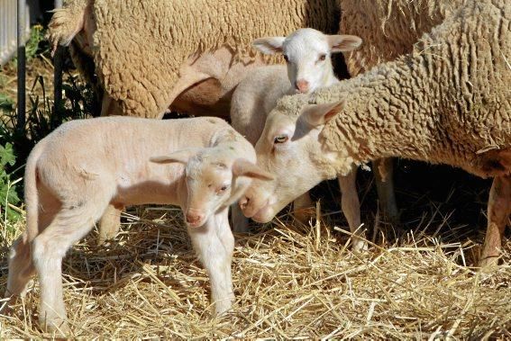 Eine Kooperative sorgt dafür, dass nur zertifiziertes Fleisch auf den Tellern landet.