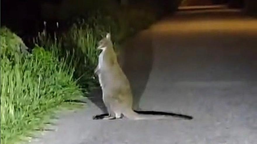 ¿Qué hace un canguro deambulando de noche por una carretera de Oia?