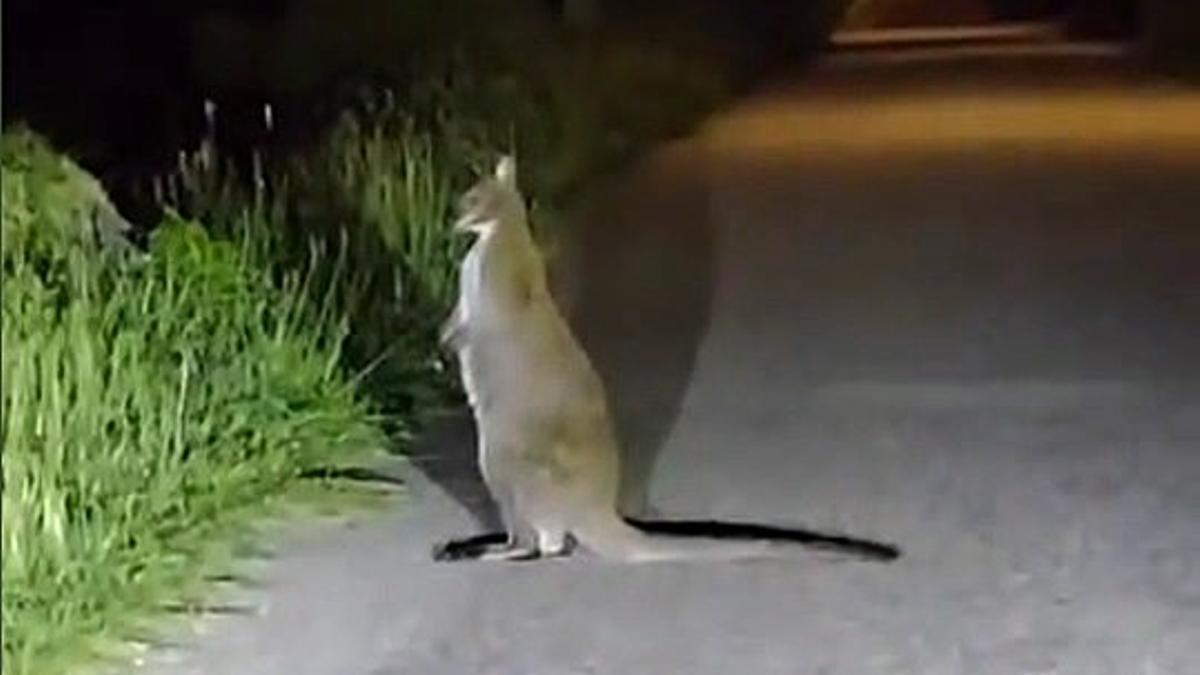 El marsupial fue hallado por una vecina que conducía con su coche por una carretera del concello pontevedrés de Santa María de Oia.