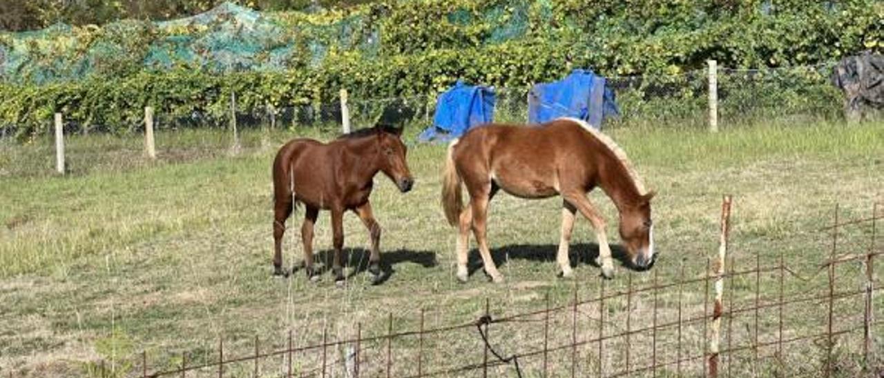 Las dos yeguas habrían bajado por la noche, previsiblemente de los montes de Moaña y Marín. | // G.M.P.