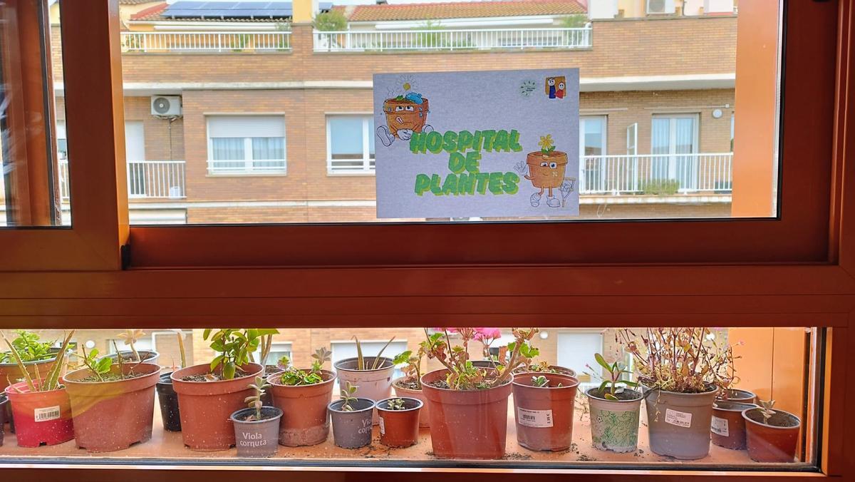 L’hospital de plantes que han muntat a l’escola Bages
