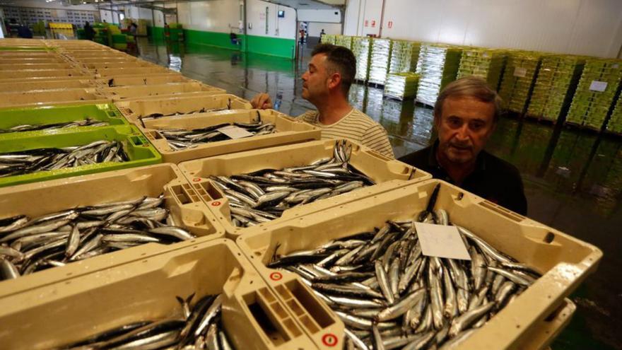 Compradores de pescado miran cajas de bocarte listas para su subasta en la rula de Avilés. | Mara Villamuza