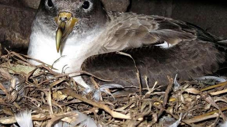 Una pardela cenicienta, fotografiada en su nido en Cíes.  // P.N.