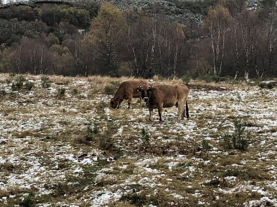 Nieve en el puerto de Cerredo.