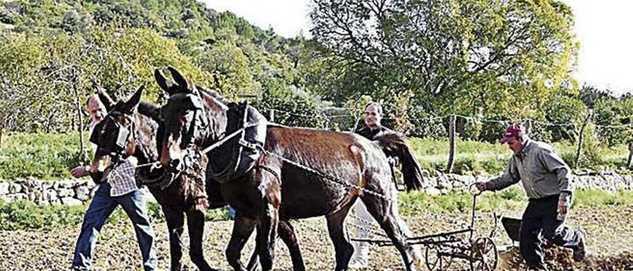 Quan l&#039;octubre es arribat, sembra l&#039;ordi i el blat.