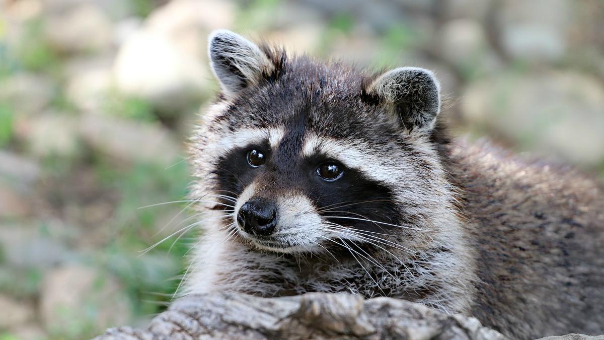 Animales con más posibilidades de ser declaradas invasoras en España