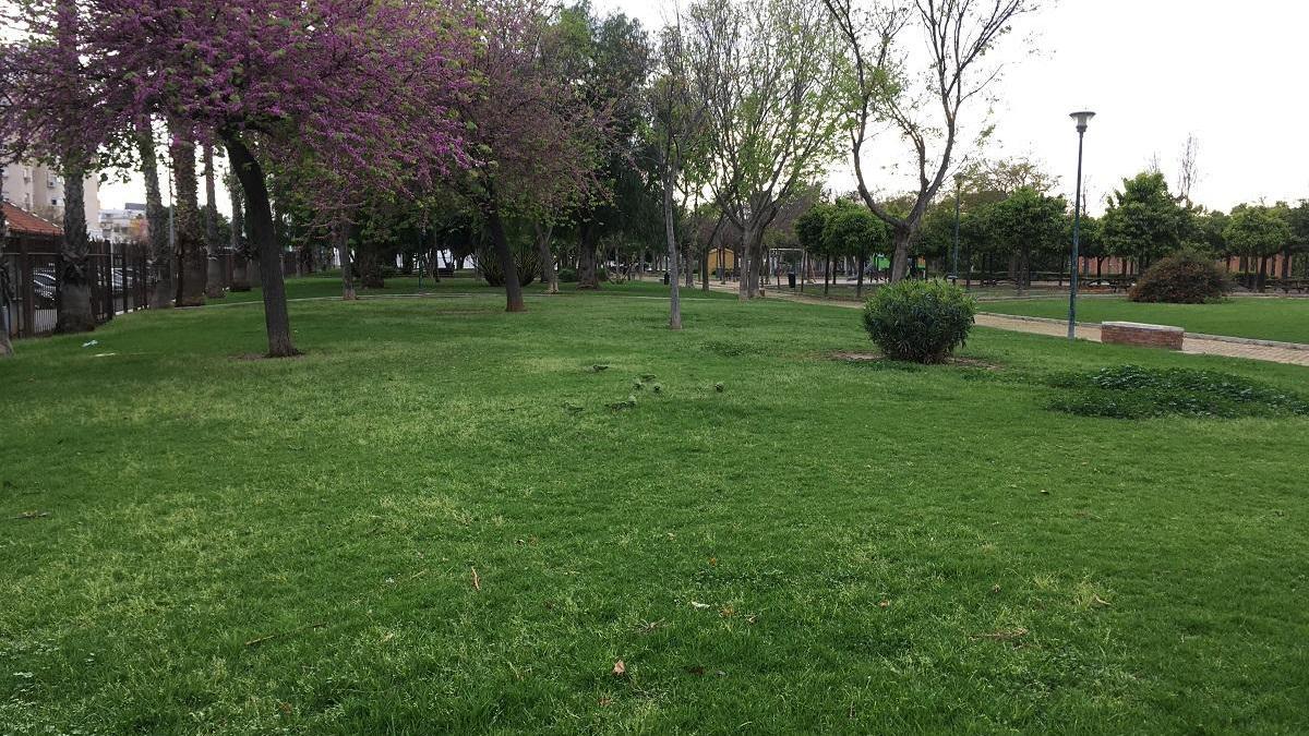 Aguanta el tipo en plena floración el árbol del amor, tan característico de marzo, mientras en la hierba las cotorras argentinas siguen su rutina diaria.