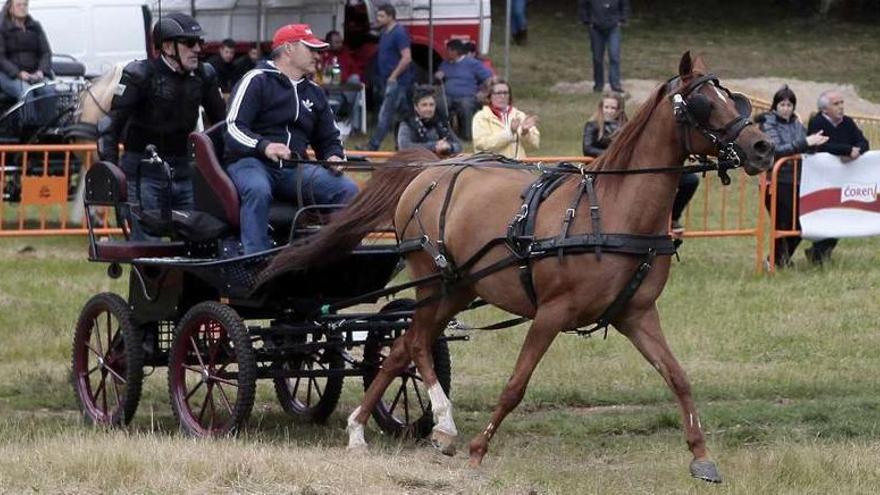 Concurso de enganches en la Carballeira das Casianas y (abajo) un joven pone a prueba a su caballo.