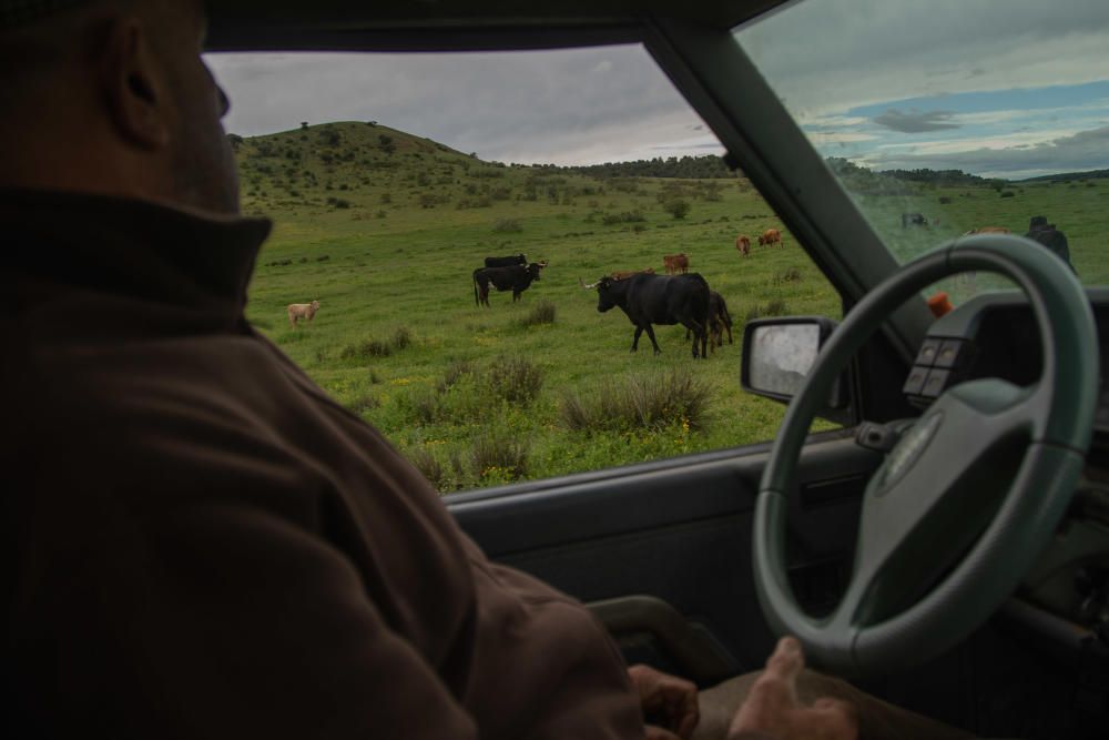 Los festejos taurinos corneados por la pandemia