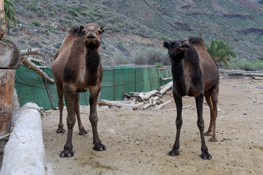 Camellos que este año se han quedado sin cabalgatas