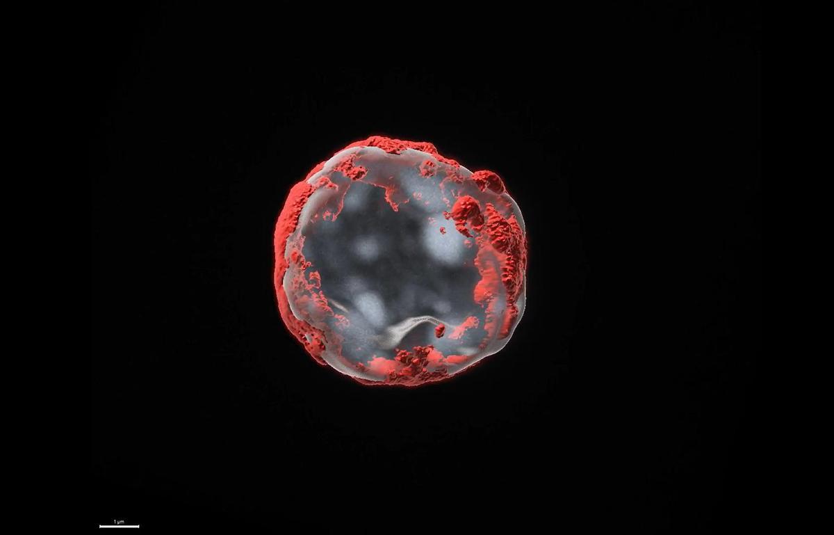 Reconstrucción 3D de una célula madre hematopoyética envejecida